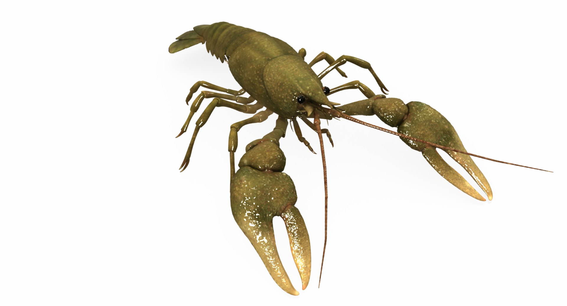 3d model crayfish animation https://p.turbosquid.com/ts-thumb/Cl/8dtrjQ/L1pQLH46/222/png/1477297820/1920x1080/fit_q87/61511be4e9cb77fb322cdd90300abc1c181cc36f/222.jpg