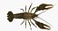 Crayfish (Animated)