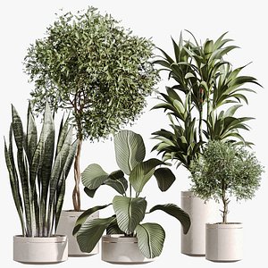 AV Indoor Plants Set 274 Olive Mission and Calathea Lutea and Lemon Lime Cane Dragon 3D model