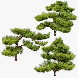 pinus parviflora