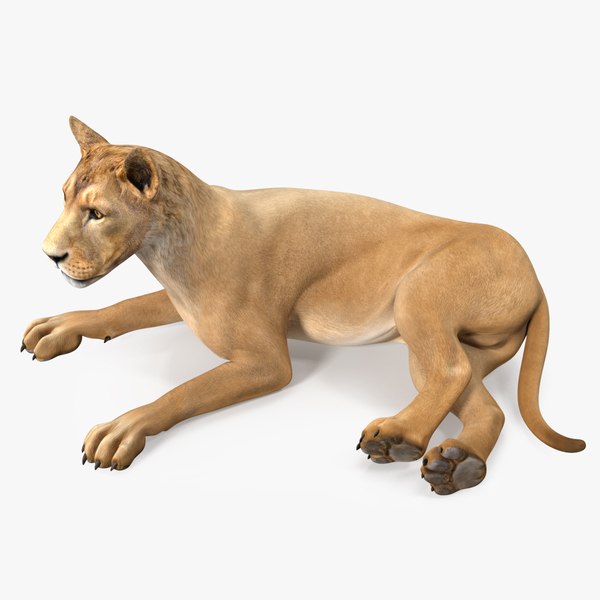 3D Young Lion Lying Pose model