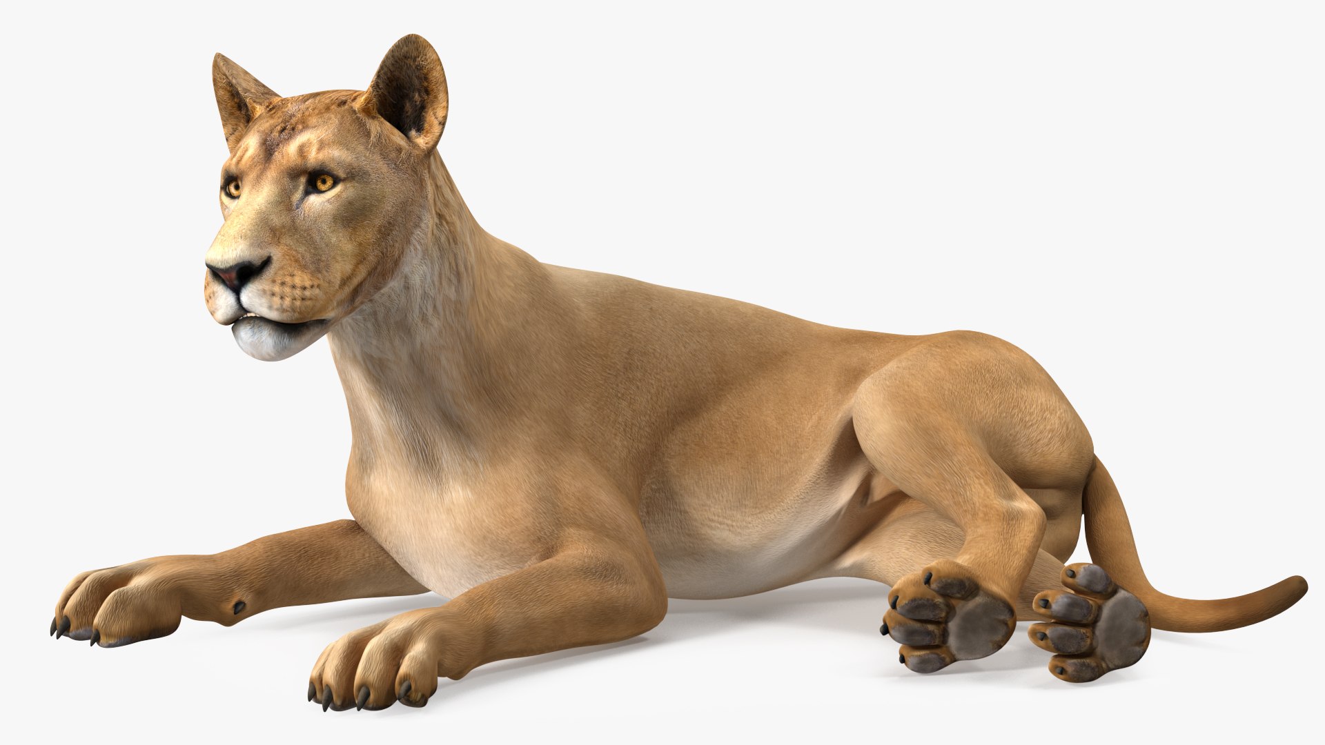 Young Lion Lying Pose 3D model preview