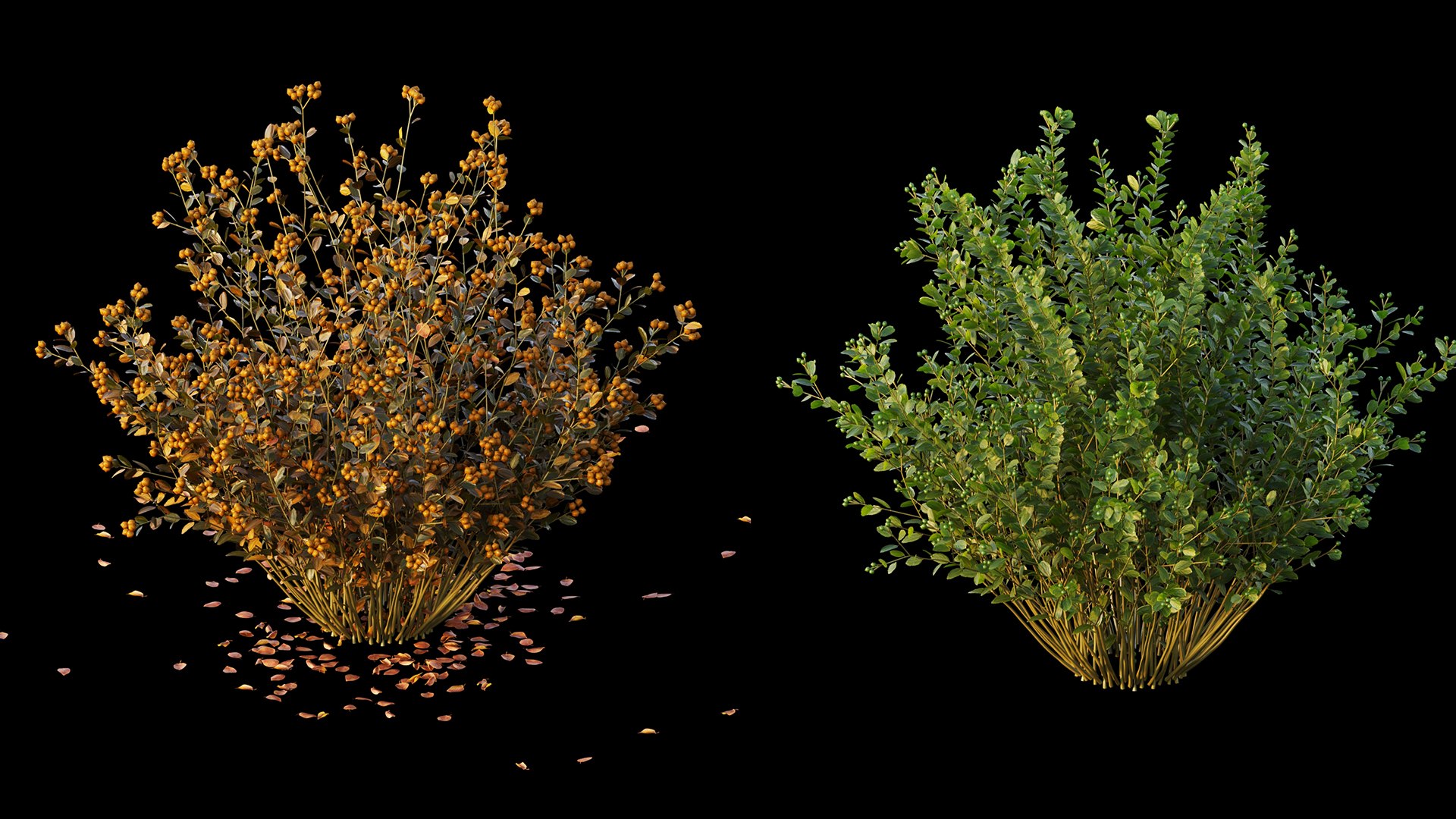 Berberis Bush 3d Model - Turbosquid 1861442