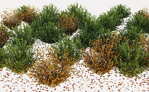 Berberis bush 3D model