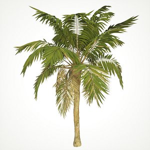 Palm Tree 3D Models for Download | TurboSquid