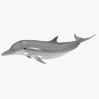 Dolphin (ANIMATED)