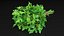 Salad Greens Collection 3 3D model