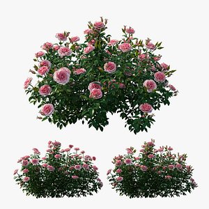 Rose plant set 25