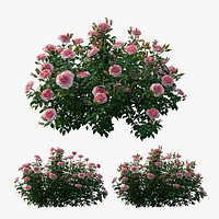 Rose plant set 25