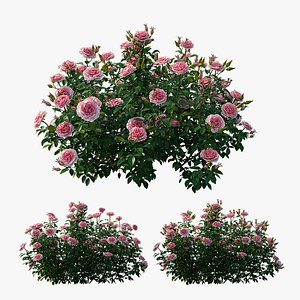 Rose plant set 25