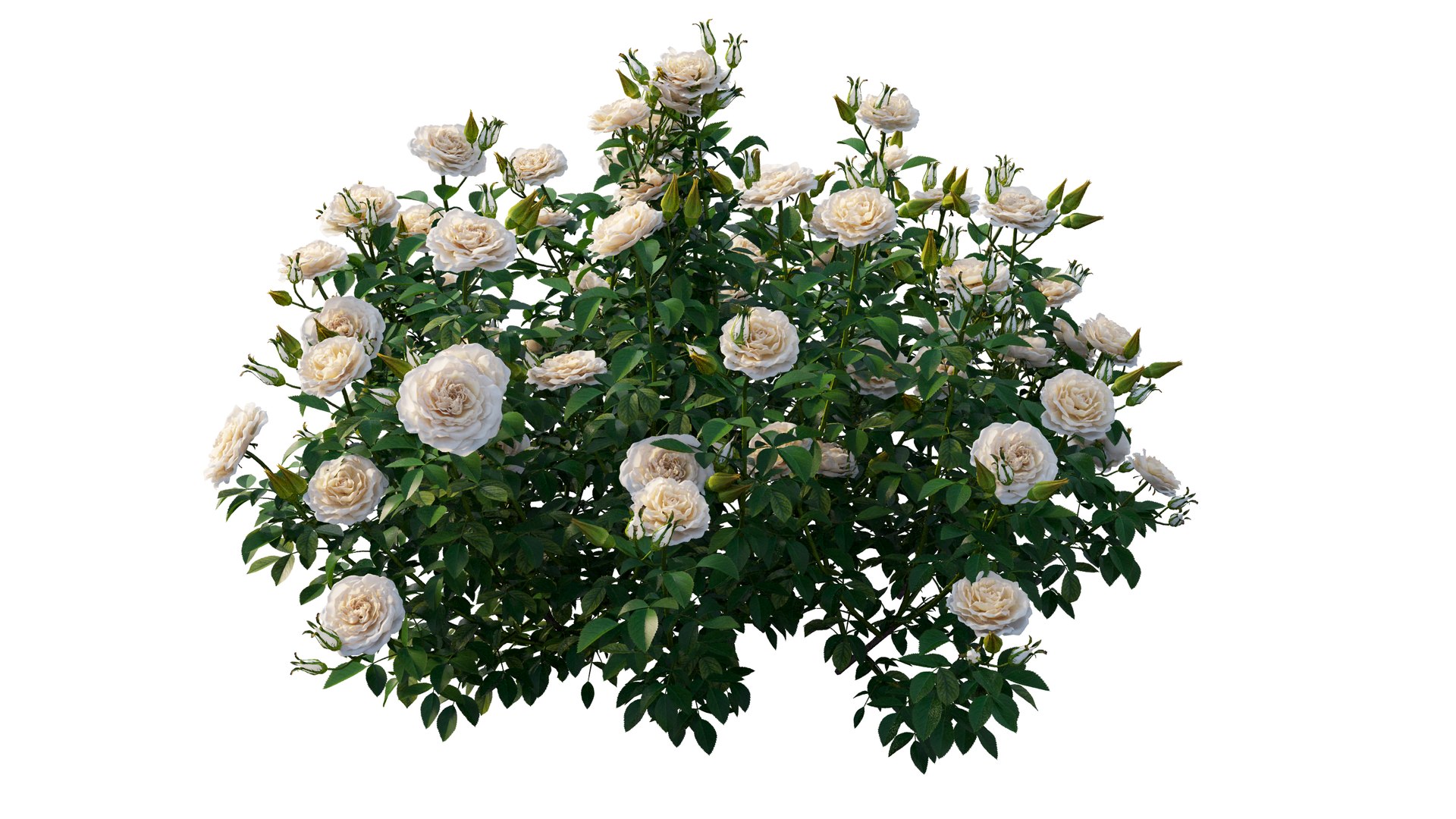 rose plant set 25 3D model https://p.turbosquid.com/ts-thumb/Cl/eI9SnF/802A0FuV/4_interactivelightmix/png/1597210838/1920x1080/fit_q87/cd1aaddf8ebc8ae325027ad615f308f441a6a63b/4_interactivelightmix.jpg