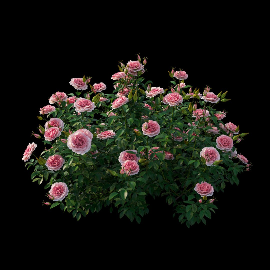 rose plant set 25 3D model https://p.turbosquid.com/ts-thumb/Cl/eI9SnF/EZHyMMGR/view01/jpg/1597210770/1920x1080/fit_q87/6e354a87b73b75b1f16d729ed719b94733ae7ee8/view01.jpg