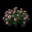 Set di piante di rose 25