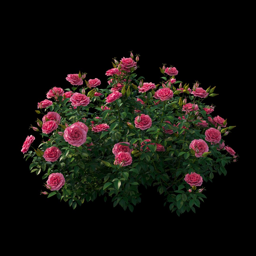 rose plant set 25 3D model https://p.turbosquid.com/ts-thumb/Cl/eI9SnF/HpZrRiGs/view03/jpg/1597210772/1920x1080/fit_q87/af4c74bac9b2514637a42ff0368948ecee4102b6/view03.jpg