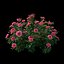 Set di piante di rose 25