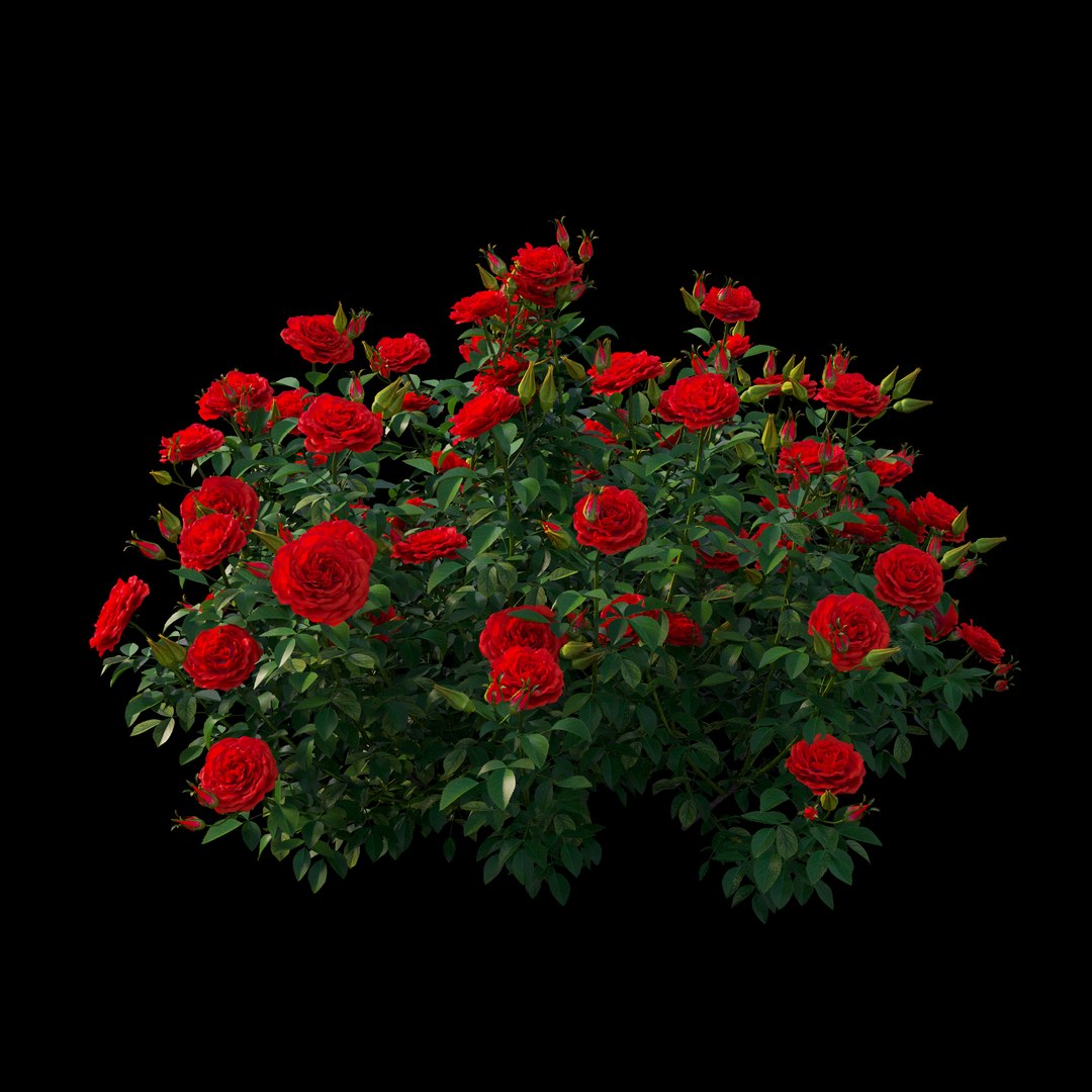 rose plant set 25 3D model https://p.turbosquid.com/ts-thumb/Cl/eI9SnF/JYwNA5Pw/view04/jpg/1597210772/1920x1080/fit_q87/f4e32b7c19fbdc6dd6f11fdb5e3c60914408f60b/view04.jpg