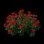 Set di piante di rose 25