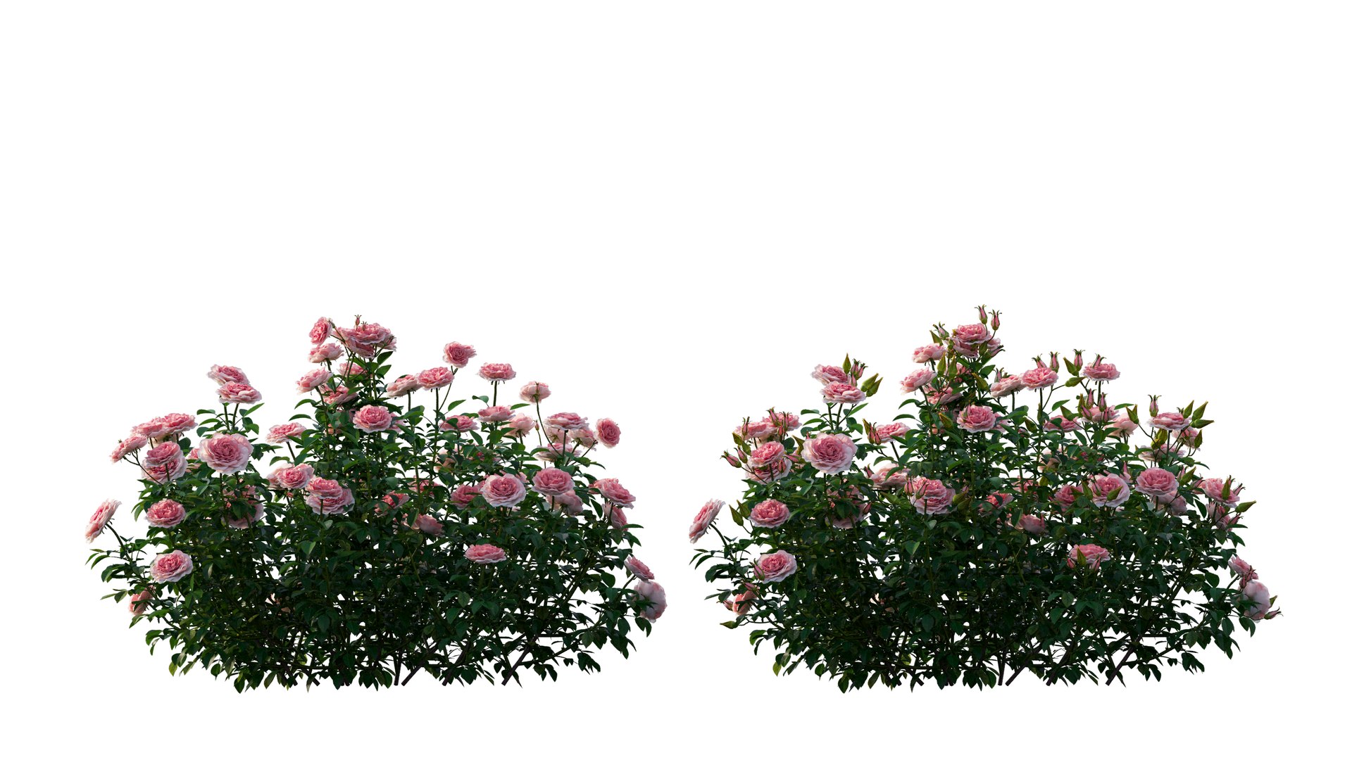 rose plant set 25 3D model https://p.turbosquid.com/ts-thumb/Cl/eI9SnF/K9C8cnPl/1_interactivelightmix/png/1597210837/1920x1080/fit_q87/758ec980ba57ad7e2e646a0fcaa63bd8e785de0f/1_interactivelightmix.jpg
