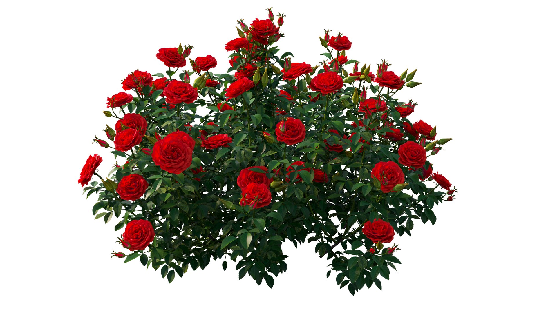 rose plant set 25 3D model https://p.turbosquid.com/ts-thumb/Cl/eI9SnF/KCIIcUmS/6_interactivelightmix/png/1597210838/1920x1080/fit_q87/9f02b9bc7eb3547f544905ce5b5c3ffd17bf2b7d/6_interactivelightmix.jpg