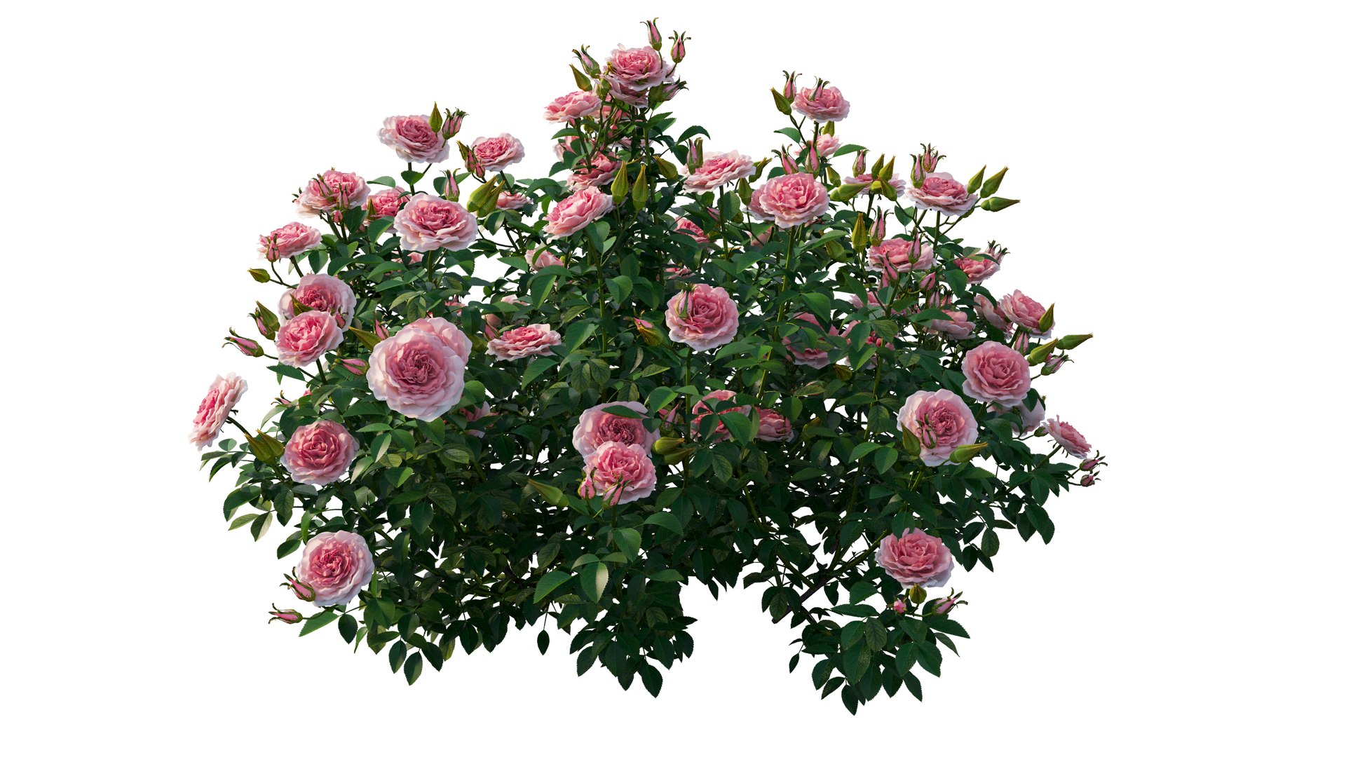 rose plant set 25 3D model https://p.turbosquid.com/ts-thumb/Cl/eI9SnF/gNz7XHJa/3_interactivelightmix/png/1597210837/1920x1080/fit_q87/d86c407b95cbcbf5b0ff1a006d04f8248699262b/3_interactivelightmix.jpg