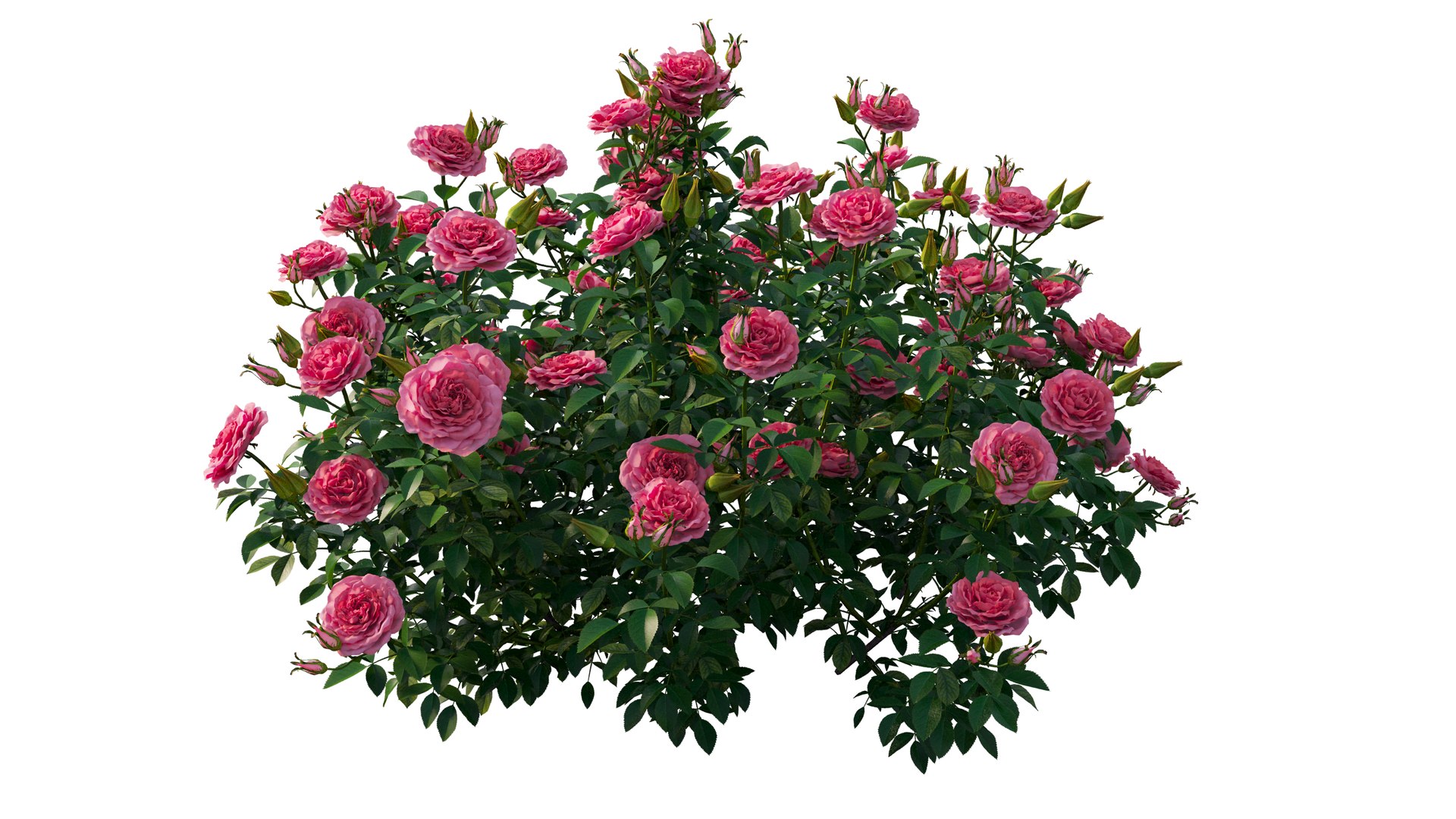 rose plant set 25 3D model https://p.turbosquid.com/ts-thumb/Cl/eI9SnF/k6VWWmi6/5_interactivelightmix/png/1597210838/1920x1080/fit_q87/9ec6ad0eecf93e3353b17a6b43d56addc2773493/5_interactivelightmix.jpg