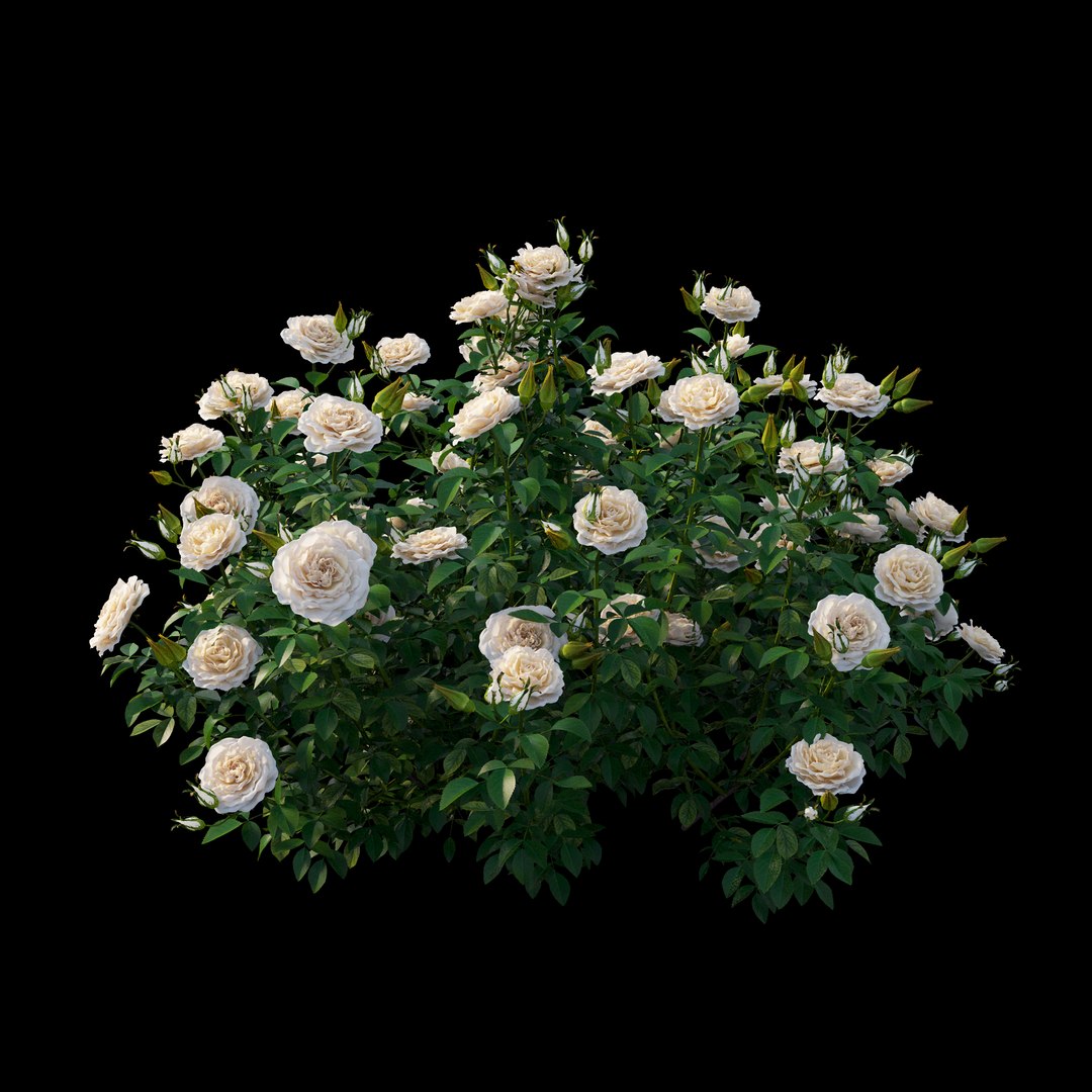 rose plant set 25 3D model https://p.turbosquid.com/ts-thumb/Cl/eI9SnF/ldmqLESc/view02/jpg/1597210771/1920x1080/fit_q87/959275e22593265c7ae8b89afe5274823c604202/view02.jpg