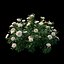 Set di piante di rose 25