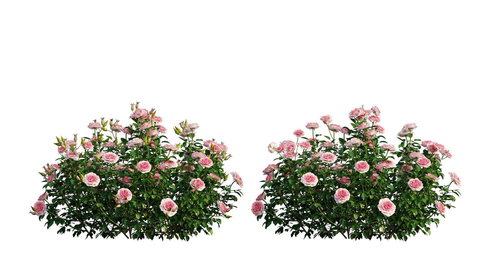 rose plant set 25 3D model https://p.turbosquid.com/ts-thumb/Cl/eI9SnF/rMdUP1z7/2_interactivelightmix/png/1597210836/1920x1080/fit_q87/065693a627f8d59bf32813d365341f0d47247a5a/2_interactivelightmix.jpg