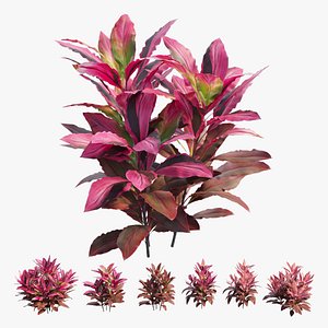 Cordyline fruticosa plant set 06 3D model