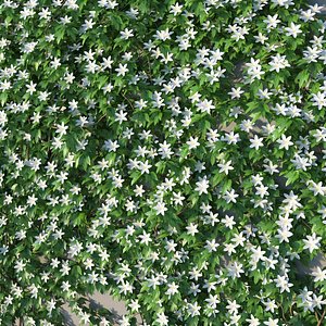 XfrogPlants Avalanche - Clematis Cartmanii