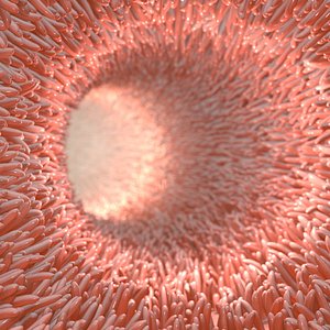 Intestinal villi animated