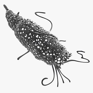 Radiolarian