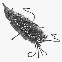 Radiolarian