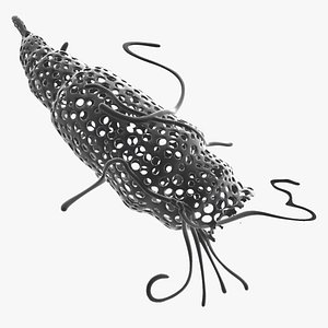 Radiolarian