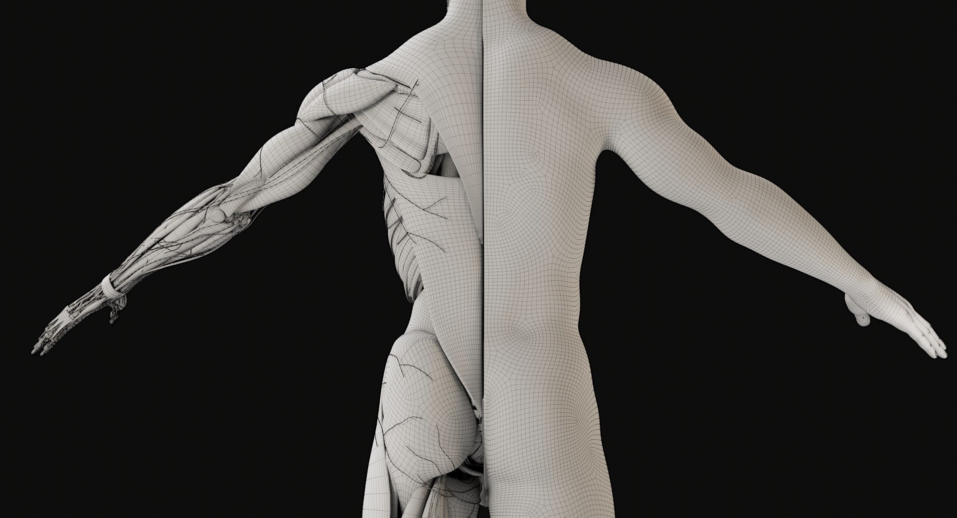 3D Female and Male Complete Anatomy https://p.turbosquid.com/ts-thumb/Cm/Lxbojr/05/wire21/jpg/1625139961/1920x1080/fit_q87/2df024c01ea42b356b616b7a96a91f763c8f8f04/wire21.jpg