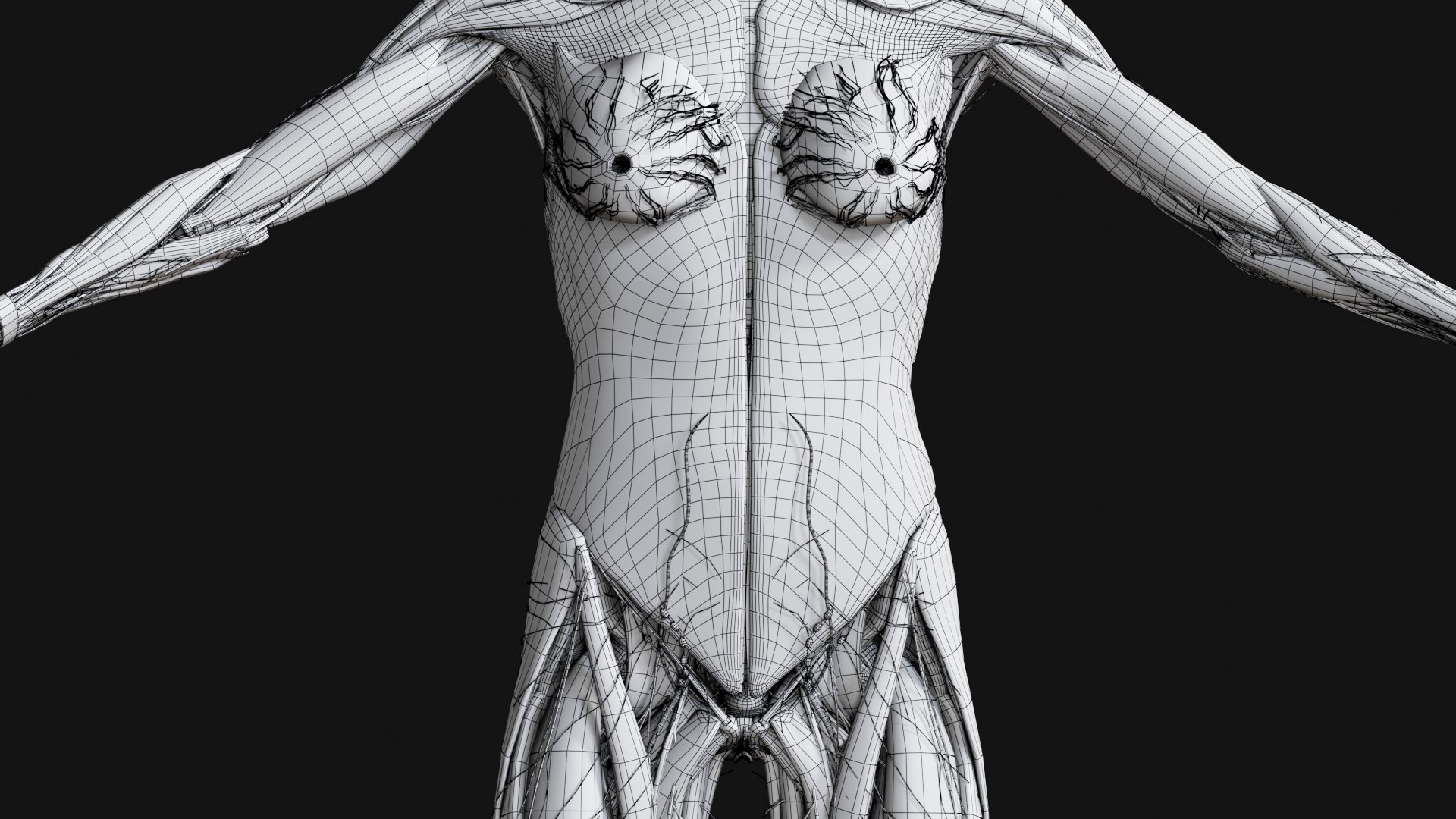 3D Female and Male Complete Anatomy https://p.turbosquid.com/ts-thumb/Cm/Lxbojr/0K/w29/jpg/1625140017/1920x1080/fit_q87/00275d7cd67debbedbdb6a1b99f577832f90a21d/w29.jpg
