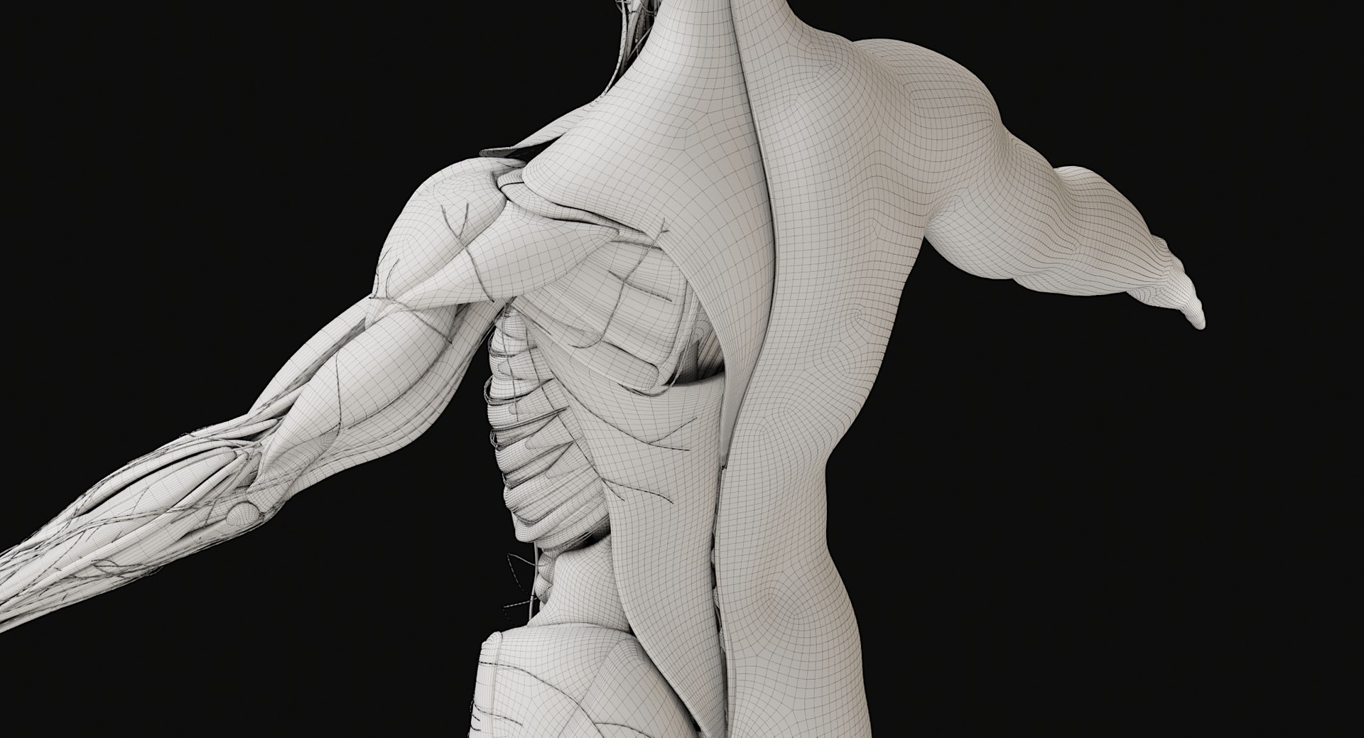 3D Female and Male Complete Anatomy https://p.turbosquid.com/ts-thumb/Cm/Lxbojr/0V/wire33/jpg/1625139961/1920x1080/fit_q87/036406034b7c55931d9e575231f019a5fddd0d37/wire33.jpg