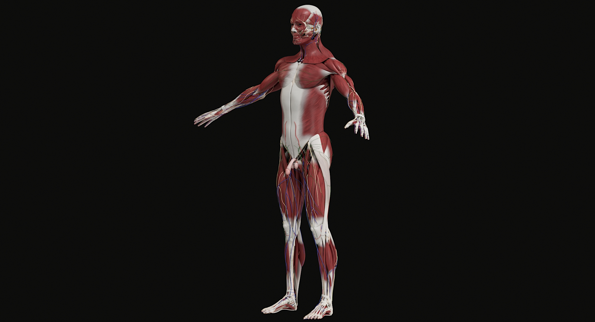 Turbosquid 3d Human Male And Female Complete Anatomy C4d Only