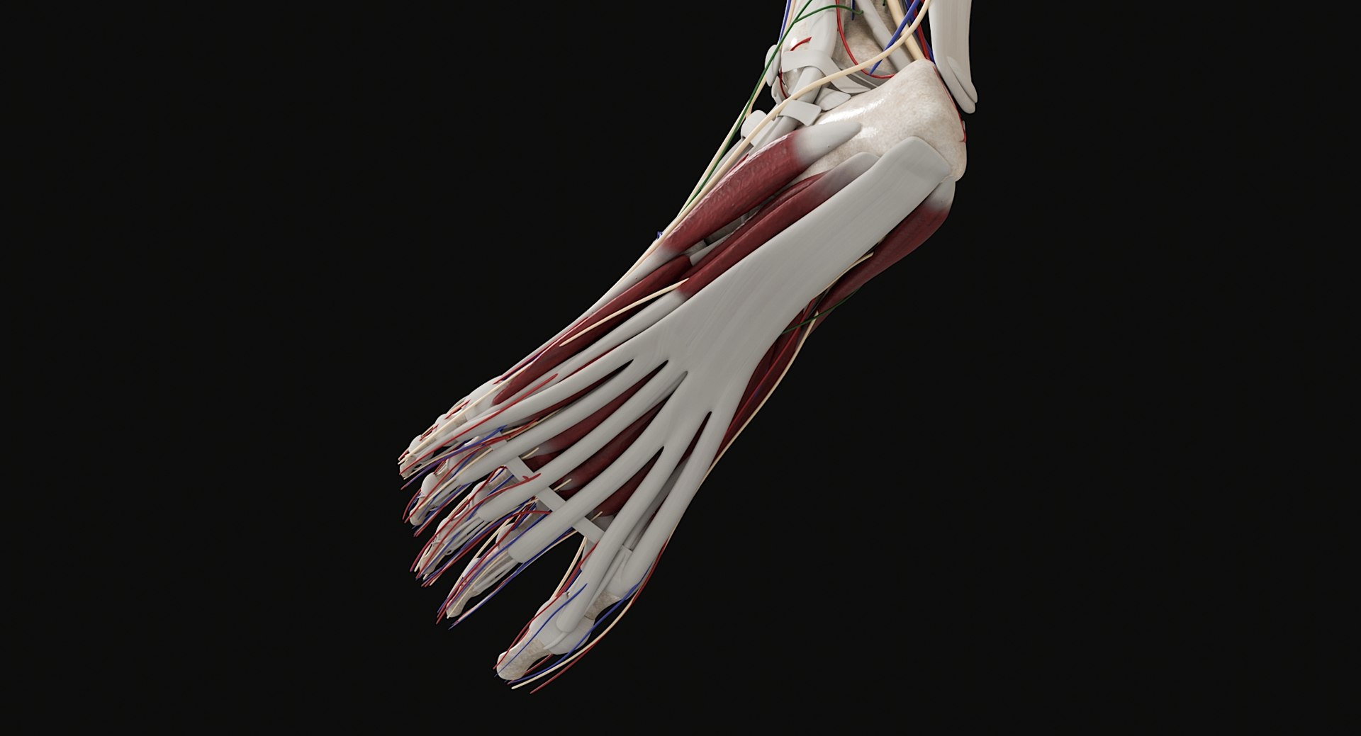 3D Female and Male Complete Anatomy https://p.turbosquid.com/ts-thumb/Cm/Lxbojr/2L/male_complete_anatomy83/jpg/1625126970/1920x1080/fit_q87/7a9552cf11be79f9f9bba6b457d867920c05693f/male_complete_anatomy83.jpg