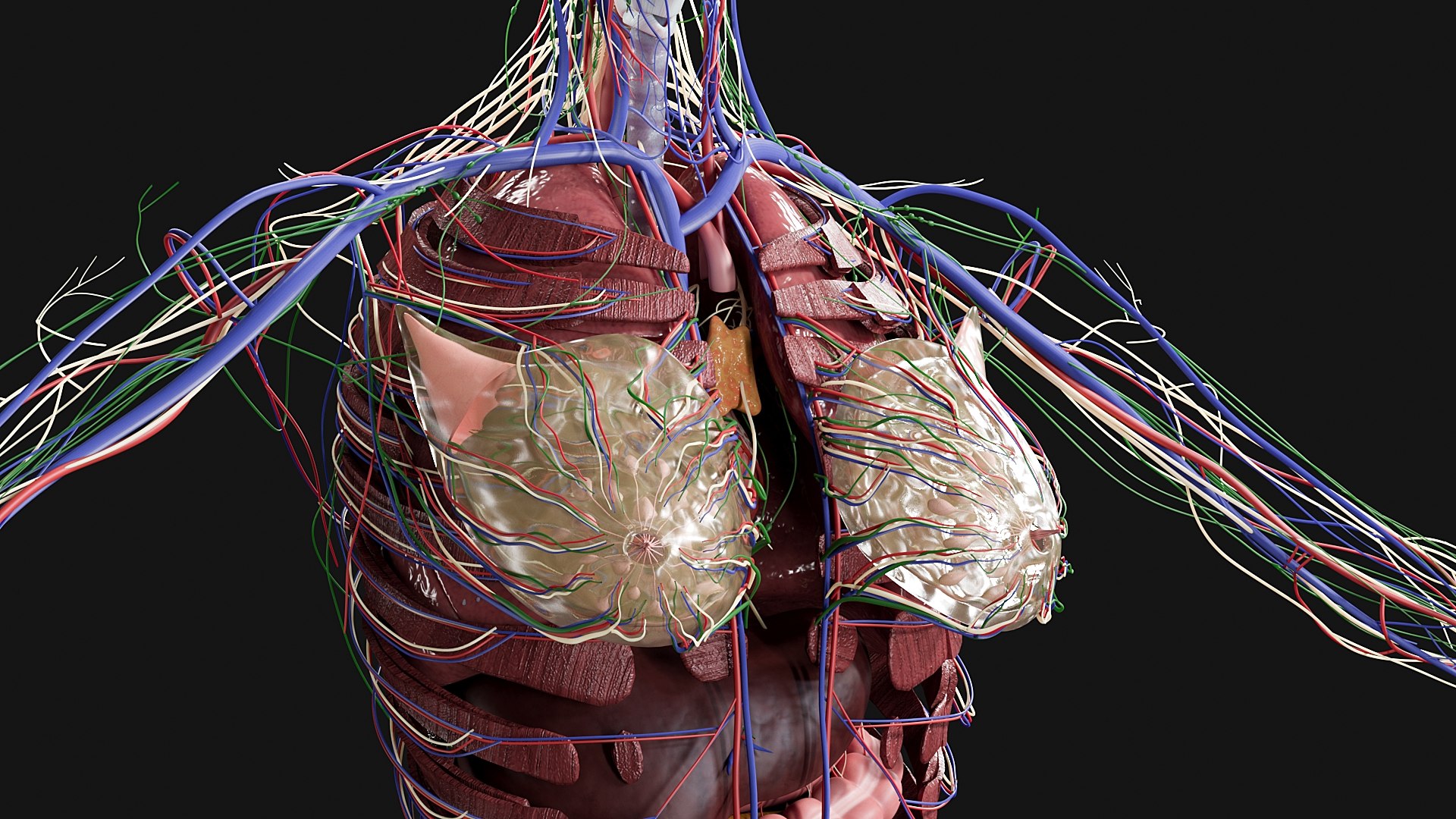 3D Female and Male Complete Anatomy https://p.turbosquid.com/ts-thumb/Cm/Lxbojr/3z/g6/jpg/1625127218/1920x1080/fit_q87/572787d938c747d37d82ec0c767f2fe5033a38e5/g6.jpg
