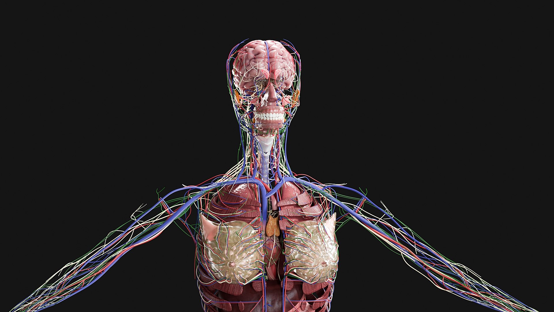 3D Female and Male Complete Anatomy https://p.turbosquid.com/ts-thumb/Cm/Lxbojr/4B/g8/jpg/1625127285/1920x1080/fit_q87/5fc78ab57b99fab1ba916e0166a81840e3ea15ef/g8.jpg