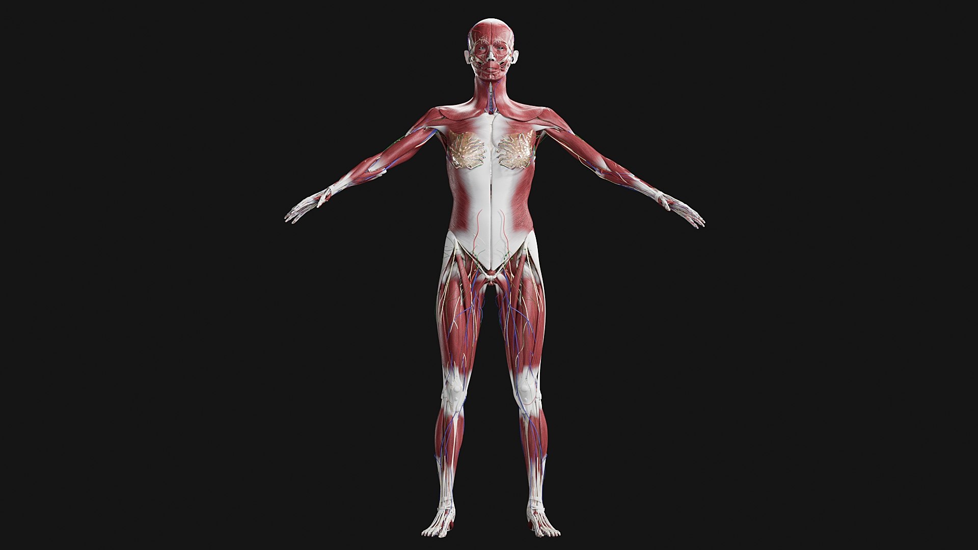 3D Female and Male Complete Anatomy https://p.turbosquid.com/ts-thumb/Cm/Lxbojr/Am/m7/jpg/1625127225/1920x1080/fit_q87/13284d17efb5a34d0116210dcf75afc4237a7add/m7.jpg