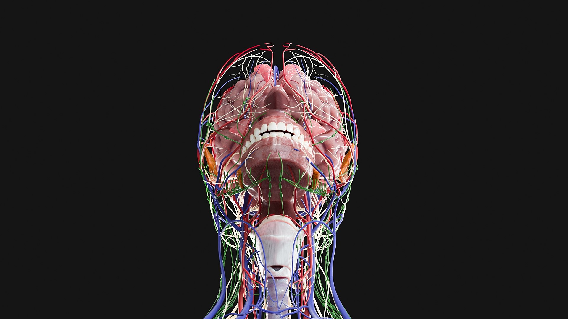 3D Female and Male Complete Anatomy https://p.turbosquid.com/ts-thumb/Cm/Lxbojr/Cf/g4/jpg/1625127168/1920x1080/fit_q87/61304675c829b68fdf35256f7771c0a92362b145/g4.jpg