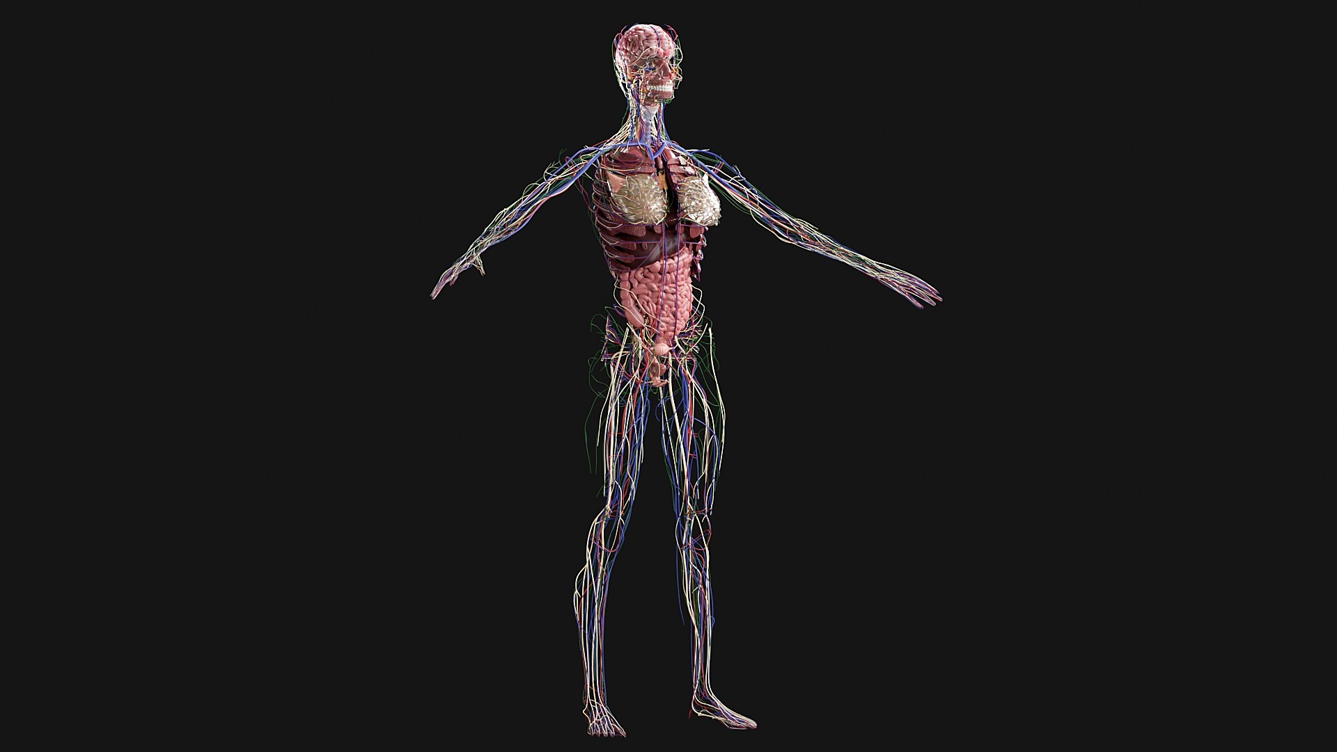 3D Female and Male Complete Anatomy https://p.turbosquid.com/ts-thumb/Cm/Lxbojr/Fk/g10/jpg/1625127309/1920x1080/fit_q87/730641f15113278b2a8fc9922d9953e6880d8e57/g10.jpg
