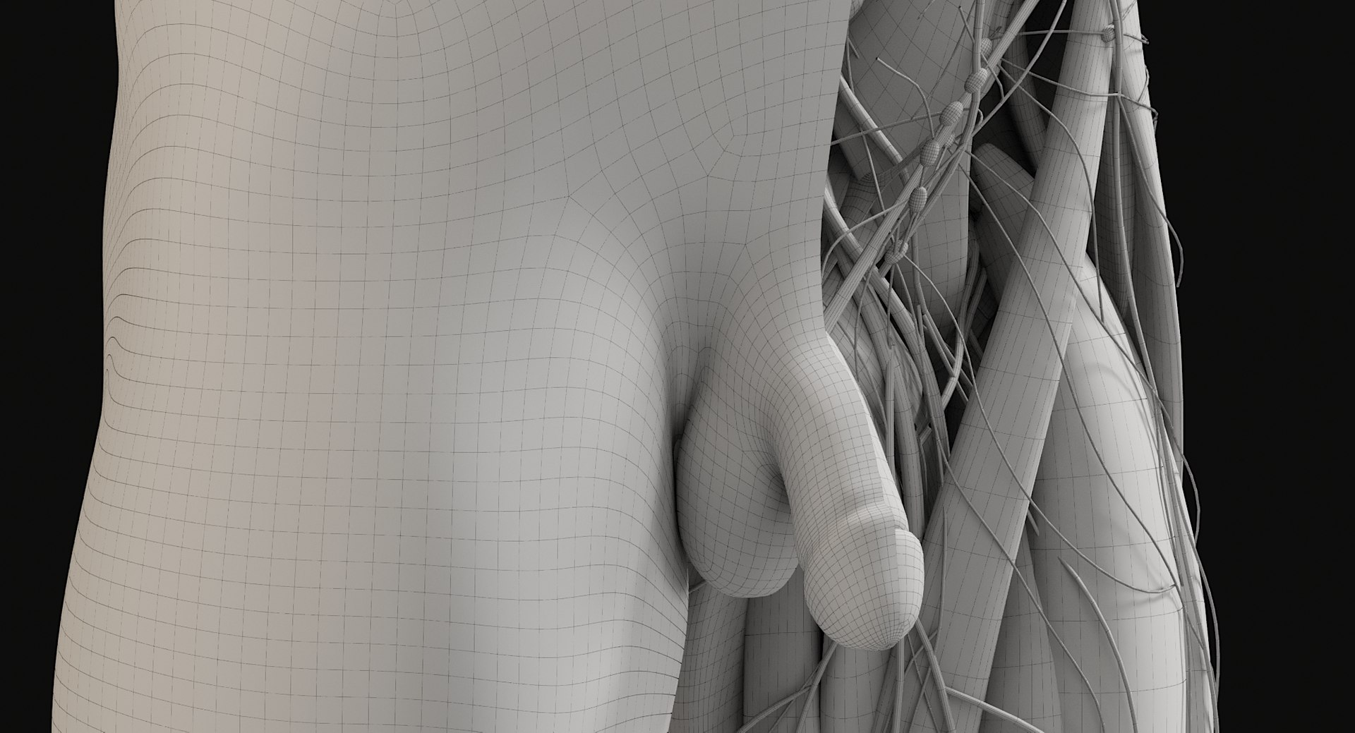 3D Female and Male Complete Anatomy https://p.turbosquid.com/ts-thumb/Cm/Lxbojr/H8/wire43/jpg/1625139962/1920x1080/fit_q87/ae310982b6b24cd56d256ca95e386bb3b06a4245/wire43.jpg