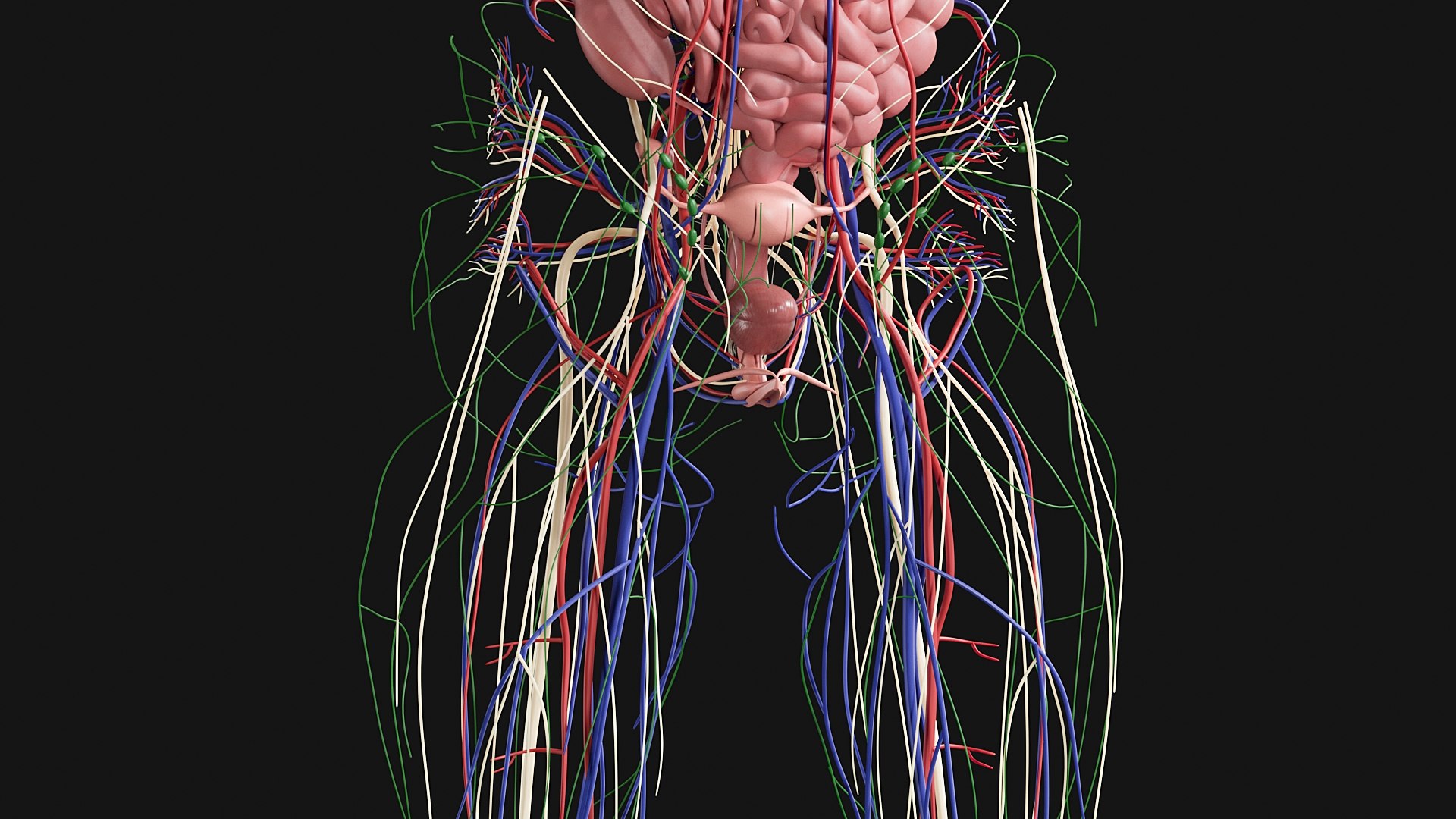 3D Female and Male Complete Anatomy https://p.turbosquid.com/ts-thumb/Cm/Lxbojr/IK/g3/jpg/1625127202/1920x1080/fit_q87/7483daff90497e8694a3981322bf0f974eac1749/g3.jpg