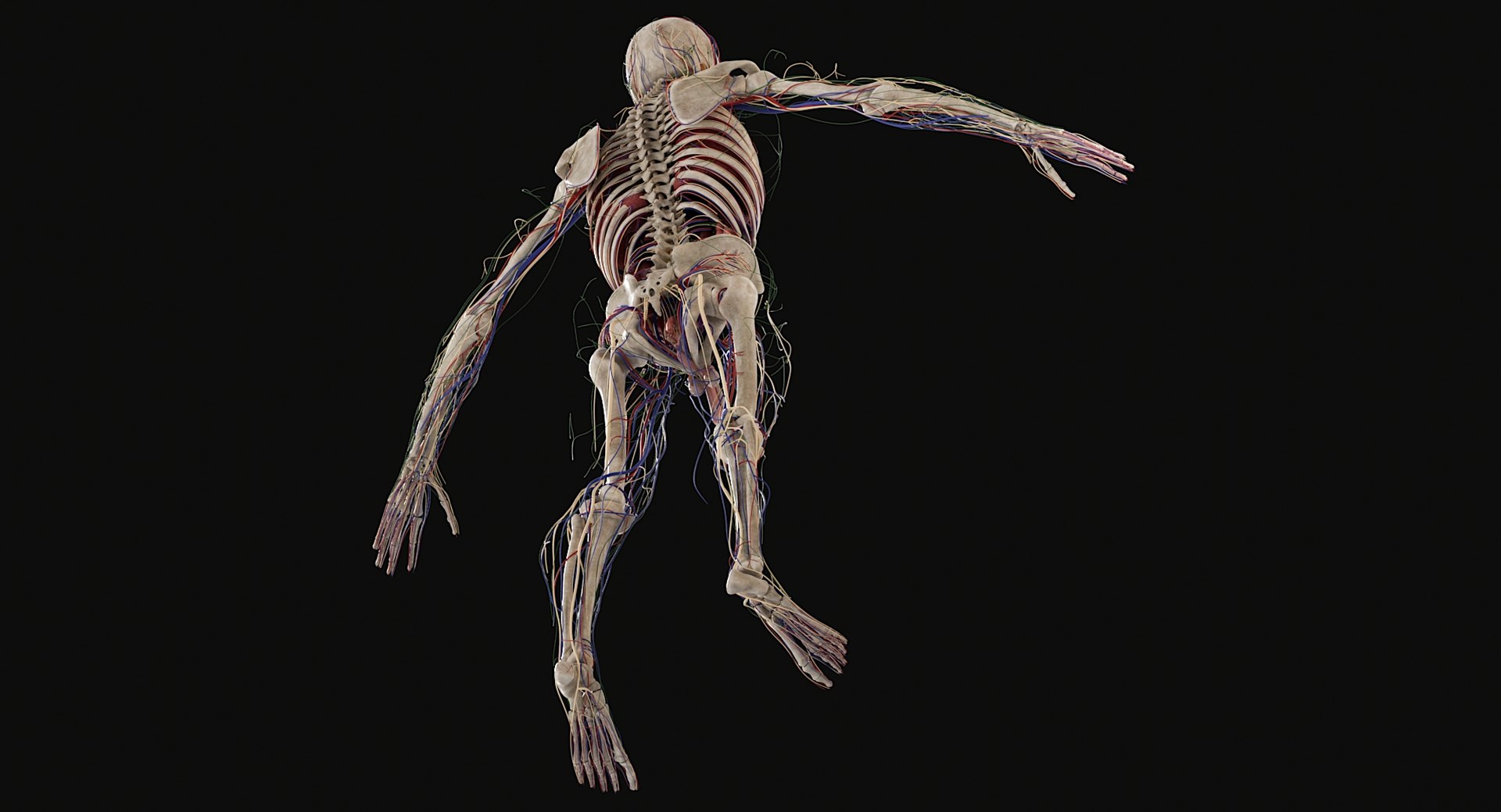 3D Female and Male Complete Anatomy https://p.turbosquid.com/ts-thumb/Cm/Lxbojr/Jd/male_complete_anatomy115/jpg/1625126973/1920x1080/fit_q87/3e56e7f33615812422b3e61db71a7f4b2647b8b3/male_complete_anatomy115.jpg