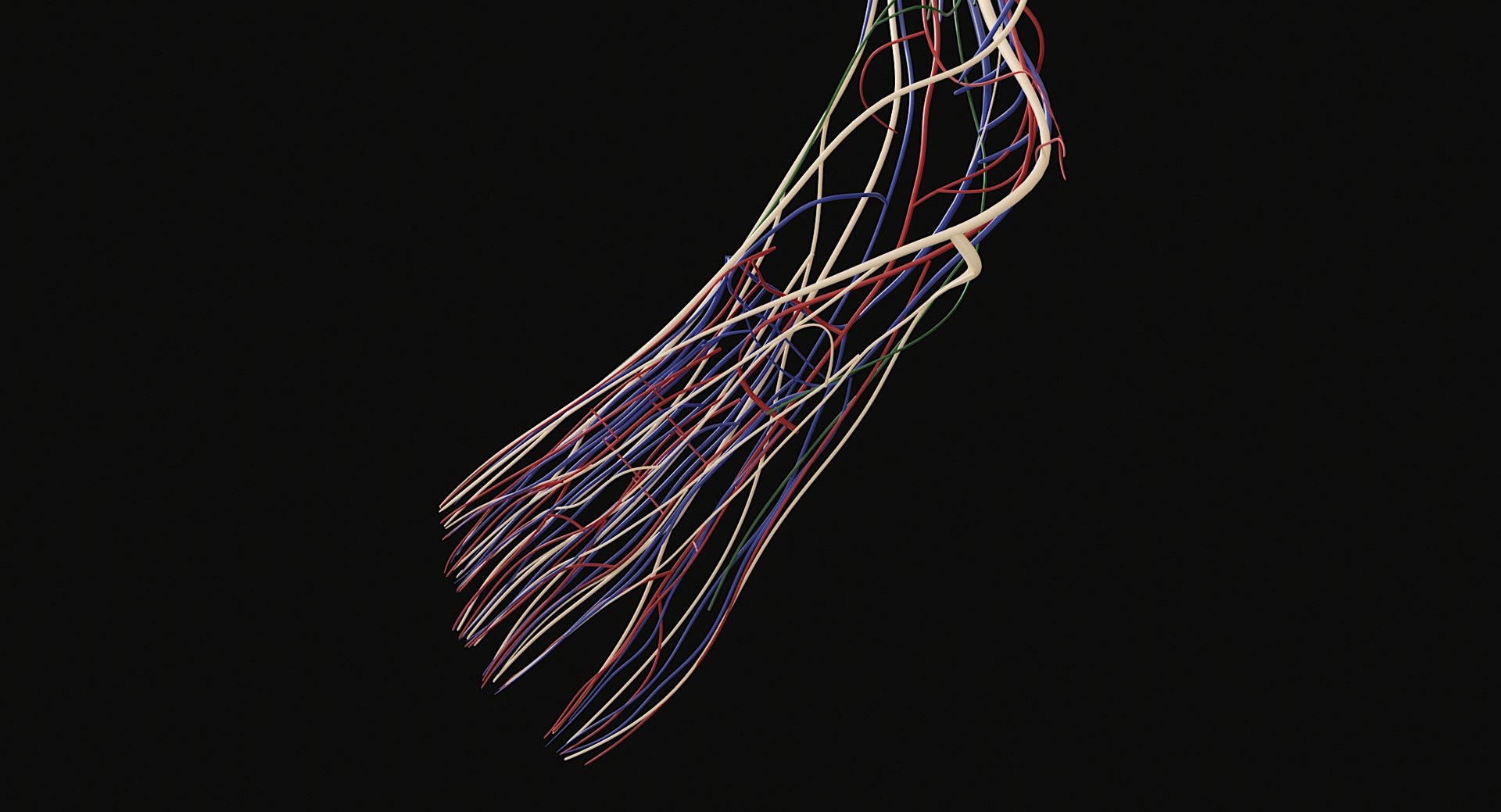 3D Female and Male Complete Anatomy https://p.turbosquid.com/ts-thumb/Cm/Lxbojr/K0/male_complete_anatomy85/jpg/1625126977/1920x1080/fit_q87/275bea44b5115e478d18f583bd617b610ccd5ecb/male_complete_anatomy85.jpg