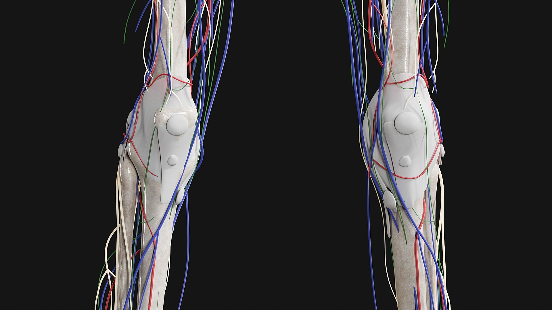 3D Female and Male Complete Anatomy https://p.turbosquid.com/ts-thumb/Cm/Lxbojr/LN/s12/jpg/1625127323/1920x1080/fit_q87/c9bb416d577c07ae666c0a658204fd92fe1c7c53/s12.jpg