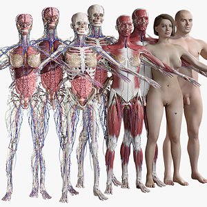 Female and Male Complete Anatomy
